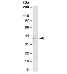 MC3R Antibody