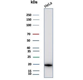Western blot testing of human HeLa cell lysate with Crystallin Alpha B antibody (clone CRYAB/4659). 
