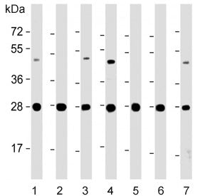 Western blot testing of human 1) HeLa, 2) Jurkat, 3) K562, 4) HepG2, 5) SH-SY5Y, 6) rat brain and 7)