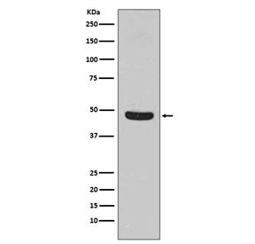Western blot testing of human HeLa cell lysate with Flotillin 1 antibody. Predicted molecular weight