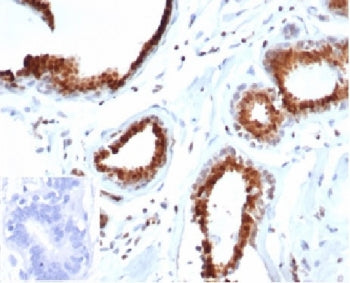 p27 Antibody / p27Kip1