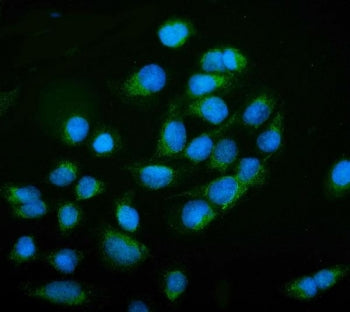 Immunofluorescent staining of FFPE human U-2 OS cells with NCAM1 antibody (green) and DAPI nuclear s