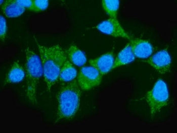 Immunofluorescent staining of FFPE human MCF7 cells with ARAF antibody (green) and DAPI nuclear stai