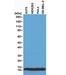 Western blot of A375, HEK293, HeLa and SK-MEL-2 whole cell lysates using recombinant Histone H4 anti