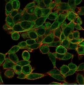 Immunofluorescent staining of PFA-fixed human HeLa cells using BCL11A antibody (green, clone PCRP-BCL11A-1G10) and phalloidin (red).