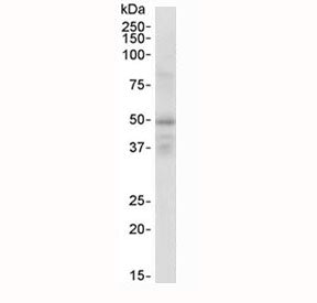 RXRG Antibody