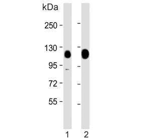 TRIM28 Antibody / KAP1