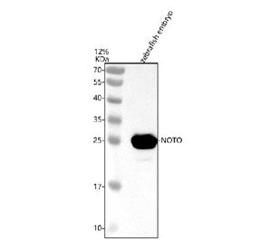 Western blot analysis of Noto protein using Zebrafish Noto antibody and zebrafish embryo tissue lysa