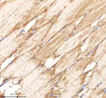 IHC staining of FFPE zebrafish muscle tissue with Ppp1r12a antibody, HRP-labeled secondary and DAB s