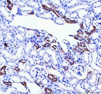 Calbindin Antibody
