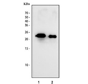 Western blot testing of IL-6 antibody and recombinant human protein: (1) 10ng, (2) 5ng, (3) 2.5ng