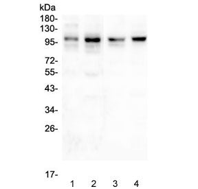 PSD-95 Antibody