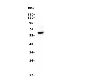 ASIC1 Antibody