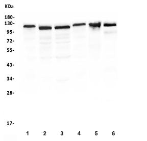 RIAM Antibody