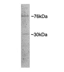 Western blot testing of porcine MII oocyte lysate with Dishevelled antibody at 1ug/ml. Predicted mol