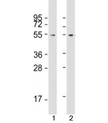 Western blot testing of human 1) 293T/17 and 2) HeLa cell lysate with FZR antibody at 1:2000. Predic