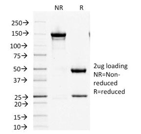 SDS-PAGE analysis of purified, BSA-free Factor XIIIa antibody (clone F13A1/1447) as confirmation of 