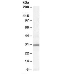Western blot testing of Jurkat lysate with PAC1 antibody at 0.3ug/ml. Predicted/observed molecular w