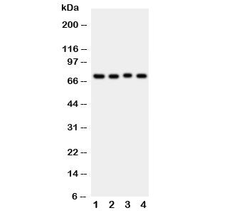 ABCG2 Antibody (BCRP)
