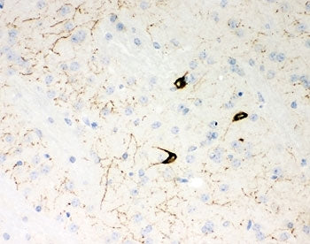 NPY Antibody / Neuropeptide Y