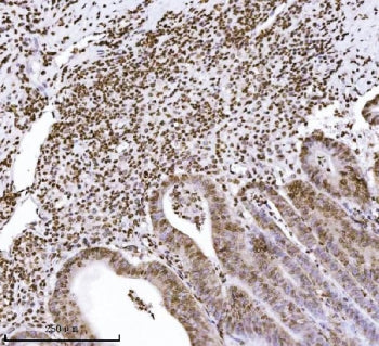 KPNB1 Antibody / Importin subunit beta 1