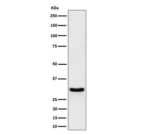 Western blot testing of human HeLa cell lysate with FRAT1 antibody. Predicted molecular weight ~29 k