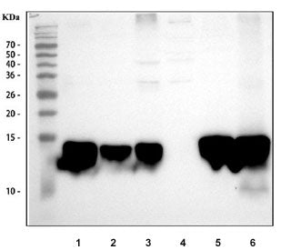 FABP1 Antibody (liver)