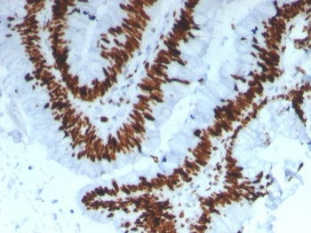 MCM3 Antibody