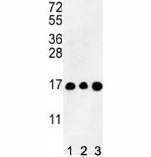 HIST3H3 Antibody (Histone H3.1t)