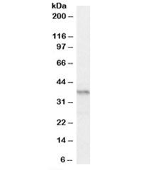 Western blot testing of mouse pancreas lysate with PAX4 antibody at 0.2ug/ml. Predicted/observed mol