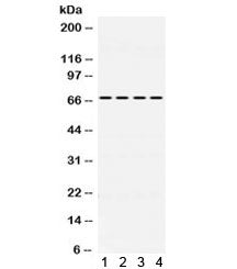 NUR77 Antibody
