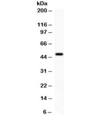 ADRB2 Antibody