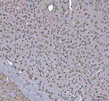 GRP78 Antibody / BiP