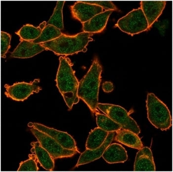 Immunofluorescent staining of PFA-fixed human HeLa cells using ZNF639 antibody (green, clone PCRP-ZN