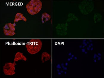 Immunofluorescent staining of FFPE human HeLa cells with FDX1 antibody (green), Phalloidin (red) and