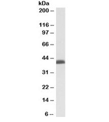 Western blot testing of K562 nuclear lysate with BMI1 antibody at 0.03ug/ml. Predicted molecular wei