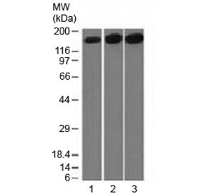 Western blot testing of 1) human HepG2, 2) HeLa and 3) mouse NIH3T3 cell lysate with Topoisomerase I
