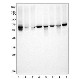 Western blot testing of human 1) K562, 2) U-2 OS, 3) HepG2, 4) U-87 MG, 5) rat lung, 6) rat PC-12, 7