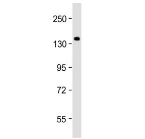 Western blot testing of human HEK293 cell lysate with SEC24B antibody at 1:2000. Predicted molecular