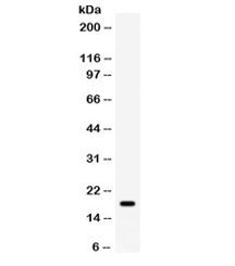 GADD45A Antibody