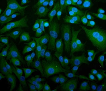 STIM1 Antibody