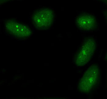 Flow cytometry testing of human MCF7 cells with BRCA1-Associated Protein 1 antibody at 1ug/million c
