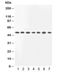 MEK2 Antibody MAP2K2