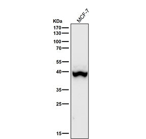 Western blot using the Phospho-p38 (Thr180) antibody and MCF-7 cell lysate shows a predominant band 
