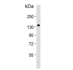 Xanthine Oxidase Antibody / XDH