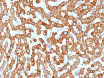 IHC testing of FFPE human liver tissue with Prohibitin antibody (clone PHB/1881). Required HIER: boi