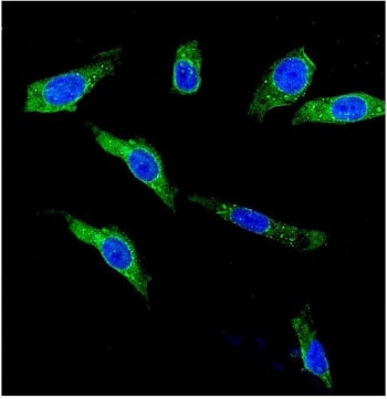 Immunofluorescent staining of FFPE human U-2 OS cells with KCNH1 antibody (green) and DAPI nuclear s