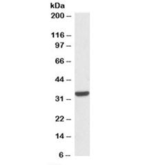 CNN2 Antibody