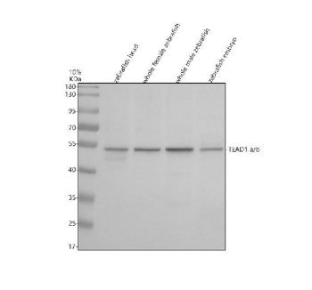 Western blot analysis of Tead1a/b protein using Zebrafish Tead1 antibody and 1) zebrafish head, 2) w