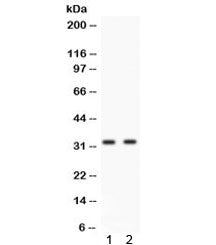 Livin Antibody